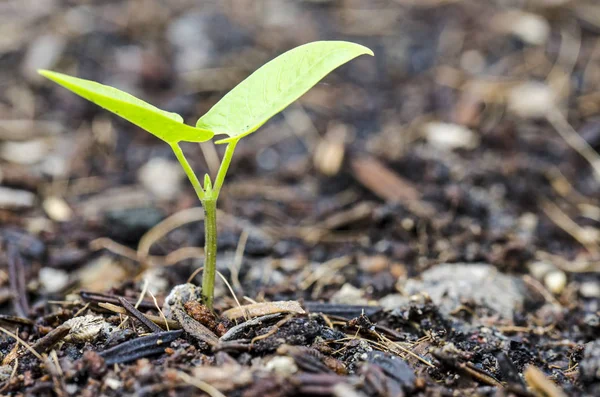 Nouvelle plante née à partir du sol Image En Vente