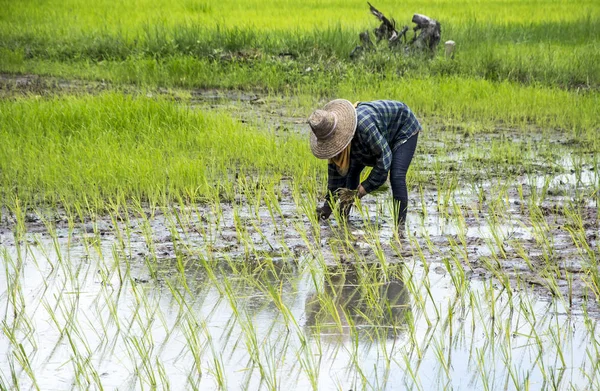 Agricoltore Tailandese Nella Risaia — Foto Stock