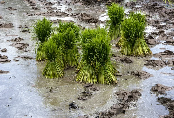 Rice Seedlings Rice Field — Stock Photo, Image