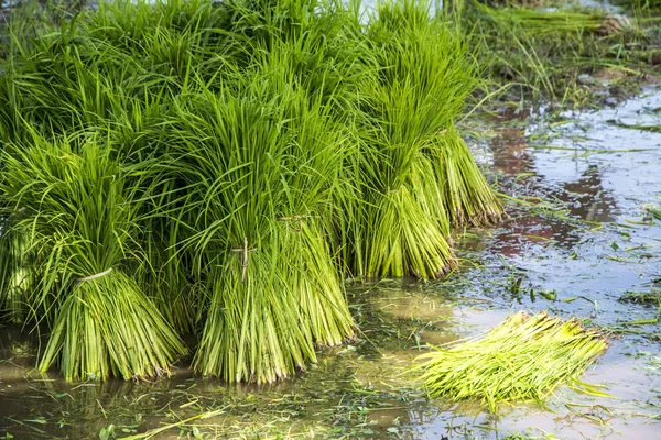 Mudas Arroz Campo Arroz — Fotografia de Stock