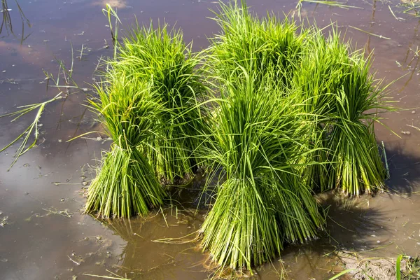 Semis Riz Dans Une Rizière — Photo