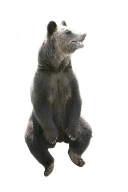 Beyaz arka plan üzerinde izole büyük boz ayı