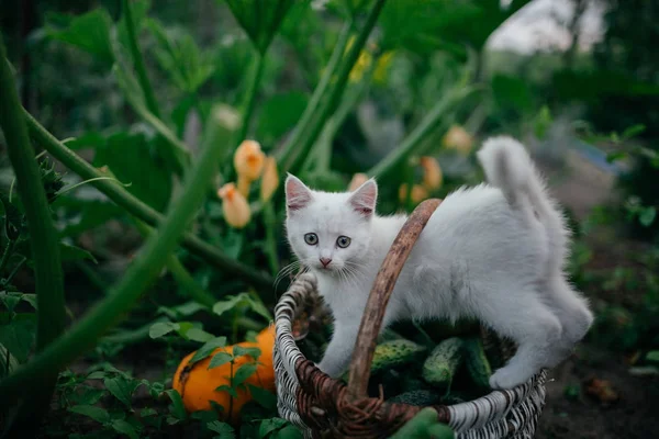 Kitty. Kotek w trawie — Zdjęcie stockowe