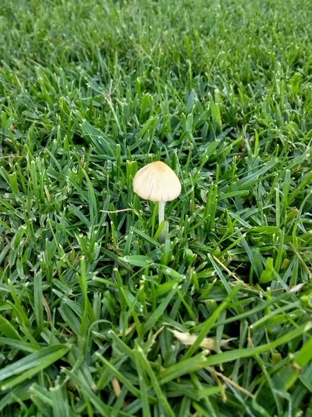 Paddestoel Opgroeien Het Gras — Stockfoto