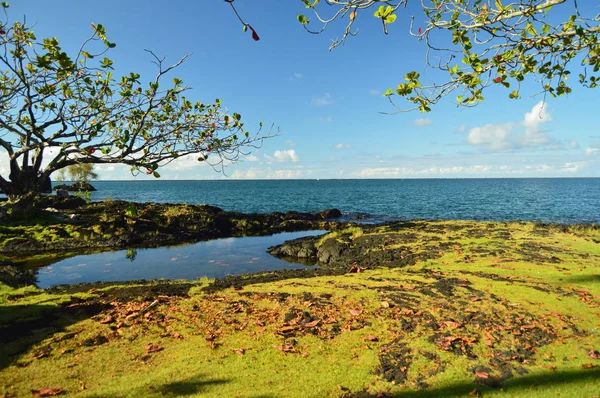 Csodálatos Darab Művészet Pecsét Buddha Hawaii 2017 Július Big Island — Stock Fotó