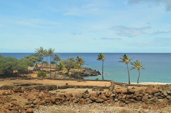 Hawaii Beautifulls Palms Temmuz 2017 Büyük Ada Hawaii Amerika Birleşik — Stok fotoğraf