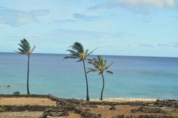 Hawaii Beautifulls Palms Temmuz 2017 Büyük Ada Hawaii Amerika Birleşik — Stok fotoğraf
