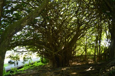 Centenarial Hawaii hayat ağacı. Doğa. 9 Temmuz 2017. Ada, Hawaii, ABD büyük, Eeuu.