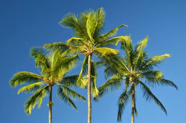 Palm Tree In Hawaii, Nature. Tree.  July 9, 2017. Big Island, Hawaii, USA, EEUU.