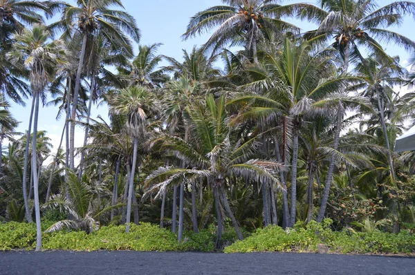 Playa Arena Negra Hawái Julio 2017 Big Island Hawaii Usa —  Fotos de Stock