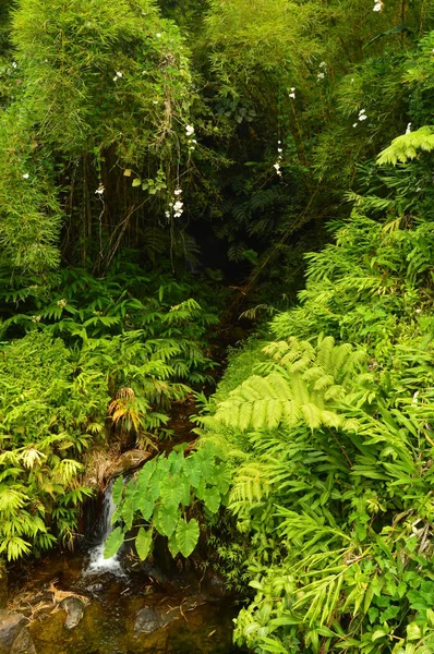 Havajské Jungle July 2017 Velký Ostrov Havaj Usa Eeuu — Stock fotografie