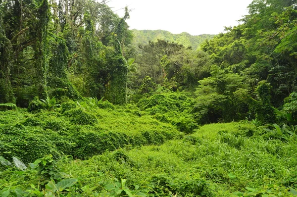 Jungle Island Morning Rain July 2017 Oahu Hawaii Usa Eeuu — Stock Photo, Image