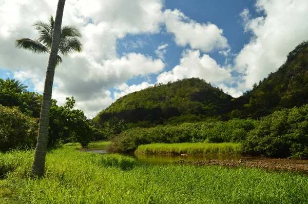 Ζούγκλα Κατά Μήκος Ενός Μεγάλου Βουνού Ιουλίου 2017 Οάχου Χαβάη — Φωτογραφία Αρχείου