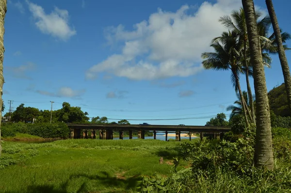 Jungle Mentén Egy Nagy Hegy Július 2017 Oahu Hawaii Usa — Stock Fotó