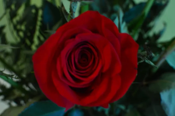 Valentine Day Stunning Red Rose Botany February 14Th Madrid Spain — Stock Photo, Image