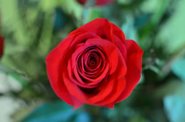 Valentine Day Stunning Red Rose Botany February 14Th Madrid Spain — Stock Photo, Image