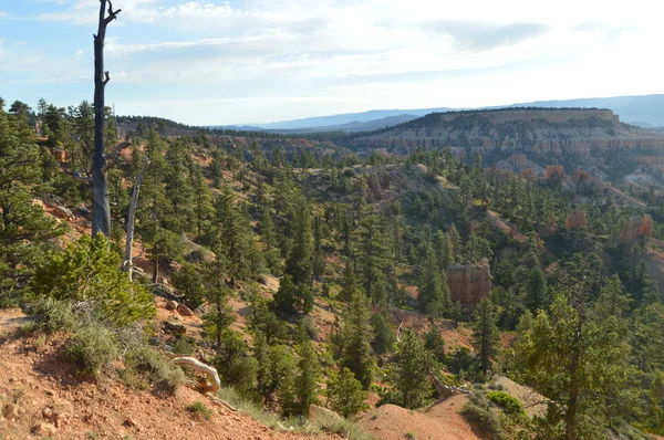 Foreste Fogliate Pini Abeti Nelle Formazioni Orde Del Bryce Canyon — Foto Stock