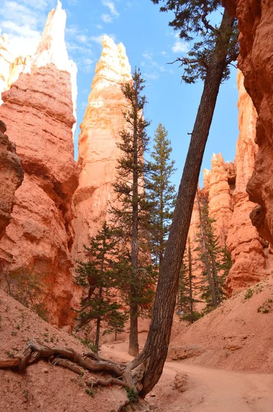 Gorge Majestueuse Dans Bryce Canyon Formations Hoodos Géologie Voyagez Nature — Photo