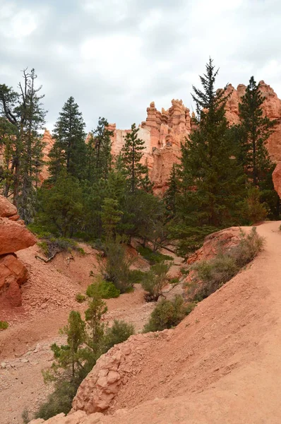 Florestas Folhosas Pinus Firs Bryce Canyon Formações Hodes Geologia Viajar — Fotografia de Stock