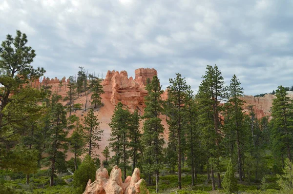 Foreste Fogliate Pini Abeti Nelle Formazioni Orde Del Bryce Canyon — Foto Stock