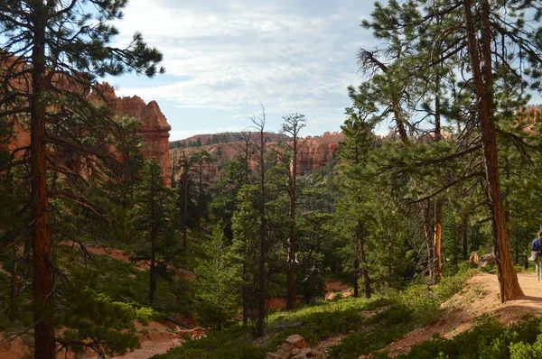 Foreste Fogliate Pini Abeti Nelle Formazioni Orde Del Bryce Canyon — Foto Stock