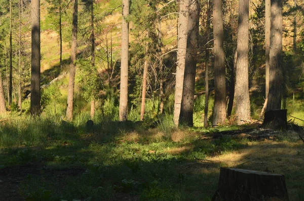 森林与许多孔雀吸干感恩节约塞米蒂国家公园 自然旅行假期 2017 优胜美地国家公园 加州马里波萨 — 图库照片