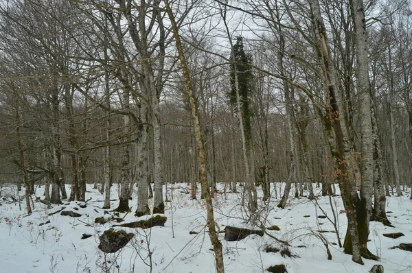 Floresta Faia Maravilhosa Completamente Nevado Caminho Rio Nervion Saltar Uma — Fotografia de Stock