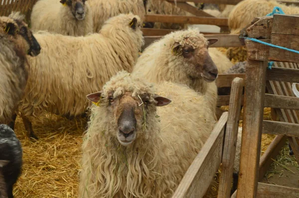 Πρόβατα Μέσα Ένα Αγρόκτημα Στο Φυσικό Πάρκο Gorbeia Πορτρέτα Ζώων — Φωτογραφία Αρχείου