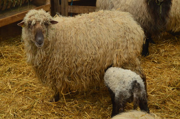 Lamb Inside A Farm Sucking Off His Mother In The Gorbeia Natural Park. Animals Nature Portraits. March 26, 2018. Gorbeia Natural Park. Urigoiti Basque Country. Spain.