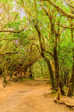 Laurisilva Monteverde 'nin paradisiac ve cennet ormanları yol kenarındaki hendekler duyuların yolu üzerindedir. 11 Nisan 2019. Vega De Las Mercedes Santa Cruz De Tenerife İspanya Afrika. Seyahat Turizmi Sokak Fotoğrafçılığı.