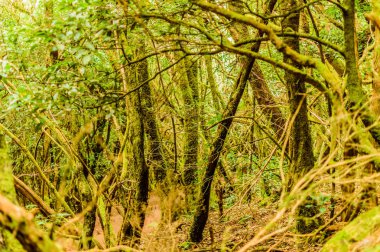 Monteverde Ağaç Ormanı Mantık Yolu 'nda. 11 Nisan 2019. Vega De Las Mercedes Santa Cruz De Tenerife İspanya Afrika. Seyahat Turizmi Sokak Fotoğrafçılığı.