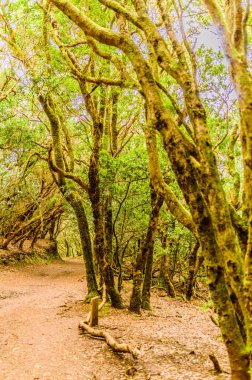 Laurisilva Monteverde 'nin paradisiac ve cennet ormanları yol kenarındaki hendekler duyuların yolu üzerindedir. 11 Nisan 2019. Vega De Las Mercedes Santa Cruz De Tenerife İspanya Afrika. Seyahat Turizmi Sokak Fotoğrafçılığı.