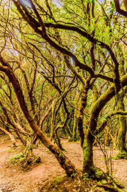 Laurisilva Monteverde Ağacı 'nın muhteşem bir örneği. Gövdesinde yeşil yosunlarla duyularının yolunda geri püskürtülüyor. 11 Nisan 2019. Vega De Las Mercedes Santa Cruz De Tenerife İspanya Afrika. Seyahat Turizmi Sokak Fotoğrafçılığı.