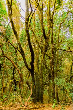 Laurisilva Monteverde Ağacı 'nın muhteşem bir örneği. Gövdesinde yeşil yosunlarla duyularının yolunda geri püskürtülüyor. 11 Nisan 2019. Vega De Las Mercedes Santa Cruz De Tenerife İspanya Afrika. Seyahat Turizmi Sokak Fotoğrafçılığı.