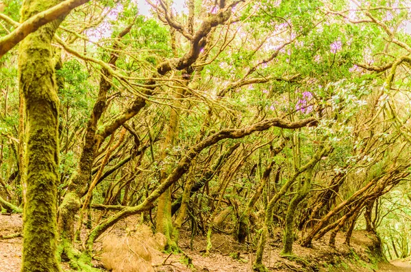 Foresta Foglia Verde Laurisilva Alberi Sul Sentiero Dei Sensi Aprile — Foto Stock