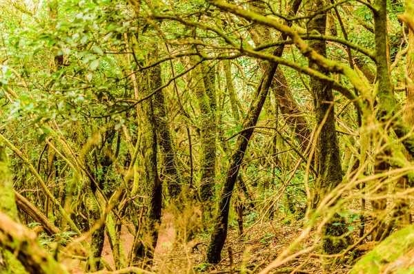Una Lussureggiante Foresta Alberi Monteverde Sul Sentiero Dei Sensi Aprile — Foto Stock