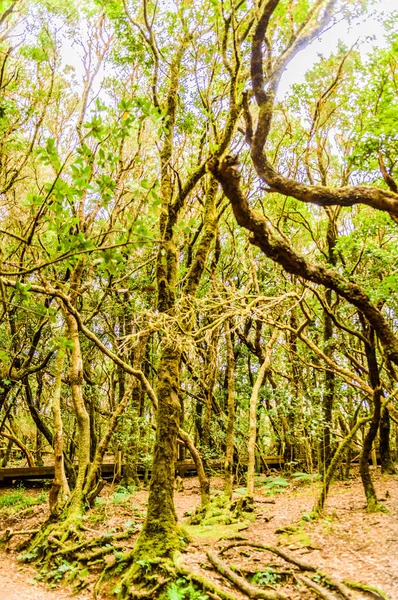 Листяний Зелений Ліс Лаврісільвих Дерев Шляху Відчуттів Квітня 2019 Vega — стокове фото