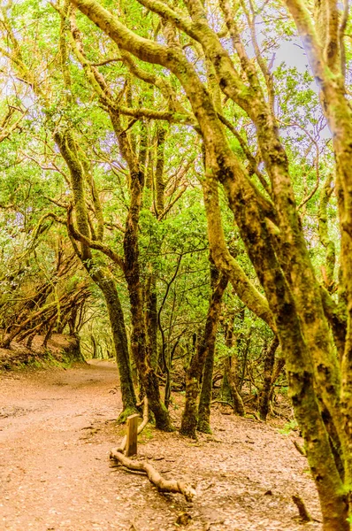 Bosco Paradisiaco Idilliaco Della Laurisilva Monteverde Nei Fossi Lungo Strada — Foto Stock