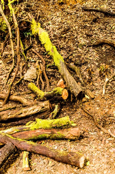 Composition Dry Logs Green Moss Lying Gutter Path Senses April — Stock Photo, Image
