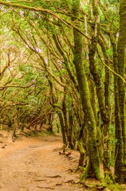 Laurisilva Monteverde 'nin paradisiac ve cennet ormanları yol kenarındaki hendekler duyuların yolu üzerindedir. 11 Nisan 2019. Vega De Las Mercedes Santa Cruz De Tenerife İspanya Afrika. Seyahat Turizmi Sokak Fotoğrafçılığı.