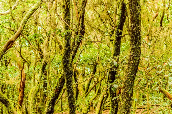 Exuberante Bosque Árboles Monteverde Camino Los Sentidos Abril 2019 Vega — Foto de Stock