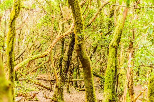 Una Lussureggiante Foresta Alberi Monteverde Sul Sentiero Dei Sensi Aprile — Foto Stock