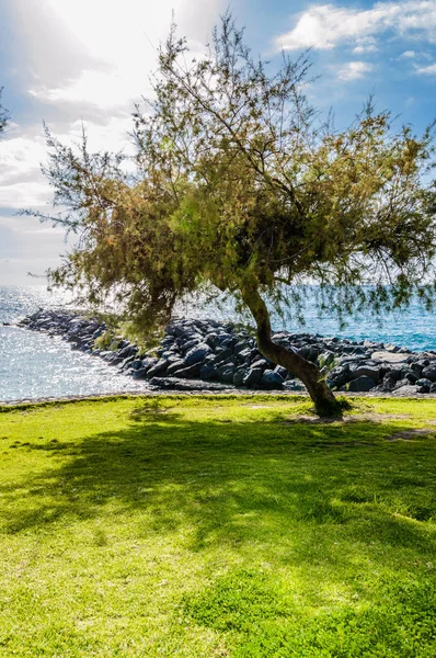 Wonderful Park Of Lawn And Trees Along A Cliff On Las Americas Beach. April 11, 2019. Santa Cruz De Tenerife Spain Africa. Travel Tourism Street Photography.