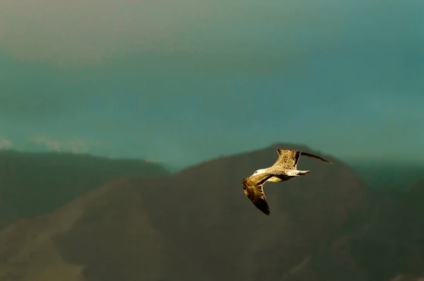 Portrait Seagull Flying Las Americas Beach April 2019 Santa Cruz — Stock Photo, Image