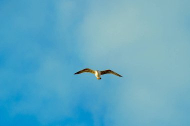Las Americas sahilinde uçan bir martının portresi. 11 Nisan 2019. Santa Cruz de Tenerife İspanya Afrika. Seyahat Turizmi Sokak Fotoğrafçılığı.