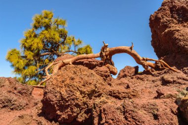 Kuru bir ağaç volkanik kayaları ve Atlantik Okyanusu 'nun El Teide Ulusal Parkı' nda birleştiği bir çam ağacının bileşimi. 13 Nisan 2019. Santa Cruz de Tenerife İspanya Afrika. Seyahat Turizmi Sokağı Fotoğrafçılığı. 13 Nisan 2019. Santa Cruz 