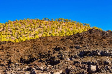 El Teide Ulusal Parkı 'ndaki Arid Volkanik Kumları' ndaki güzel firavun ormanı. 13 Nisan 2019. Santa Cruz de Tenerife İspanya Afrika. Seyahat Turizmi Sokak Fotoğrafçılığı.