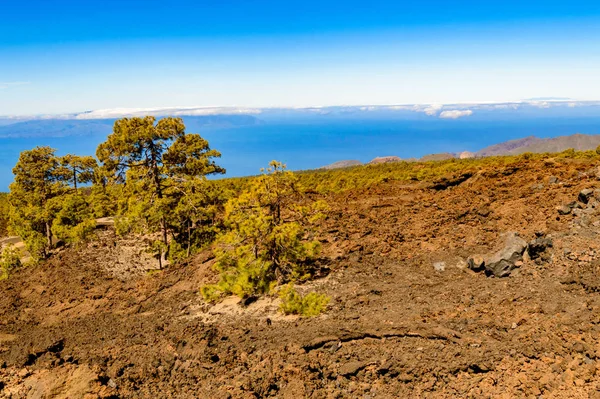 Firma Omgeven Door Vulkanische Rotsen Met Achtergrond Atlantische Oceaan Teide — Stockfoto
