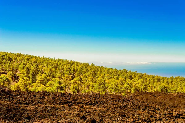 Hermoso Bosque Abeto Las Arenas Volcánicas Áridas Parque Nacional Teide — Foto de Stock