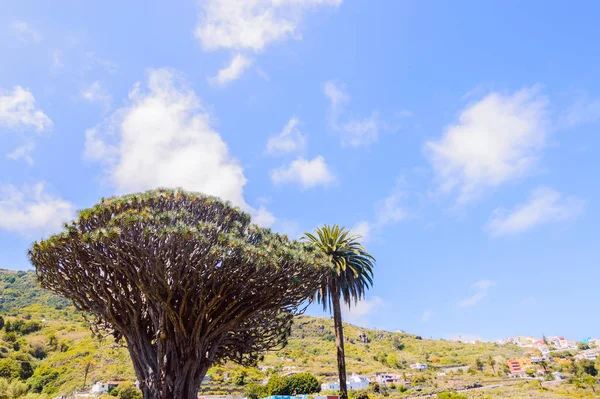 Millennial Drago Δέντρο Δίπλα Ένα Palm Tree Σύμβολο Του Χωριού — Φωτογραφία Αρχείου